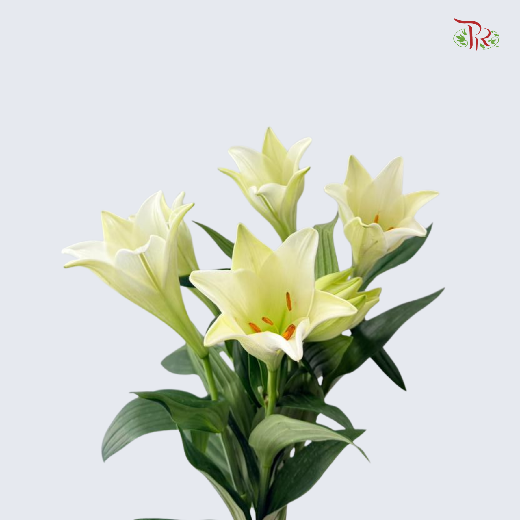 Madonna Lily (AA) - 10 Stems
