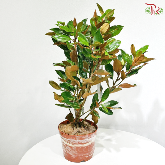 Magnolia Grandiflora《荷花玉兰》