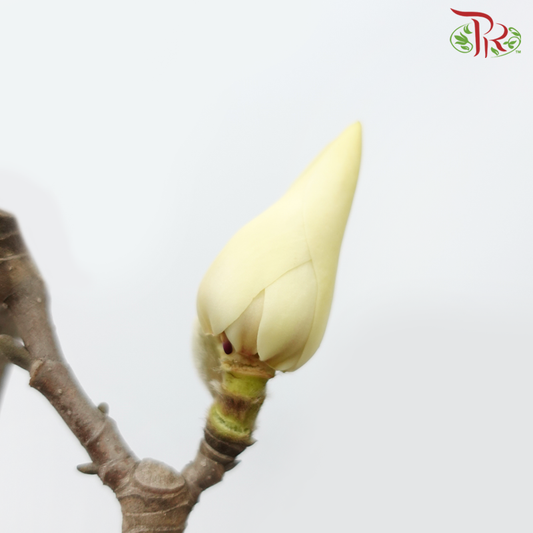 Magnolia Flower - White《玉兰枝》(Per Bunch)