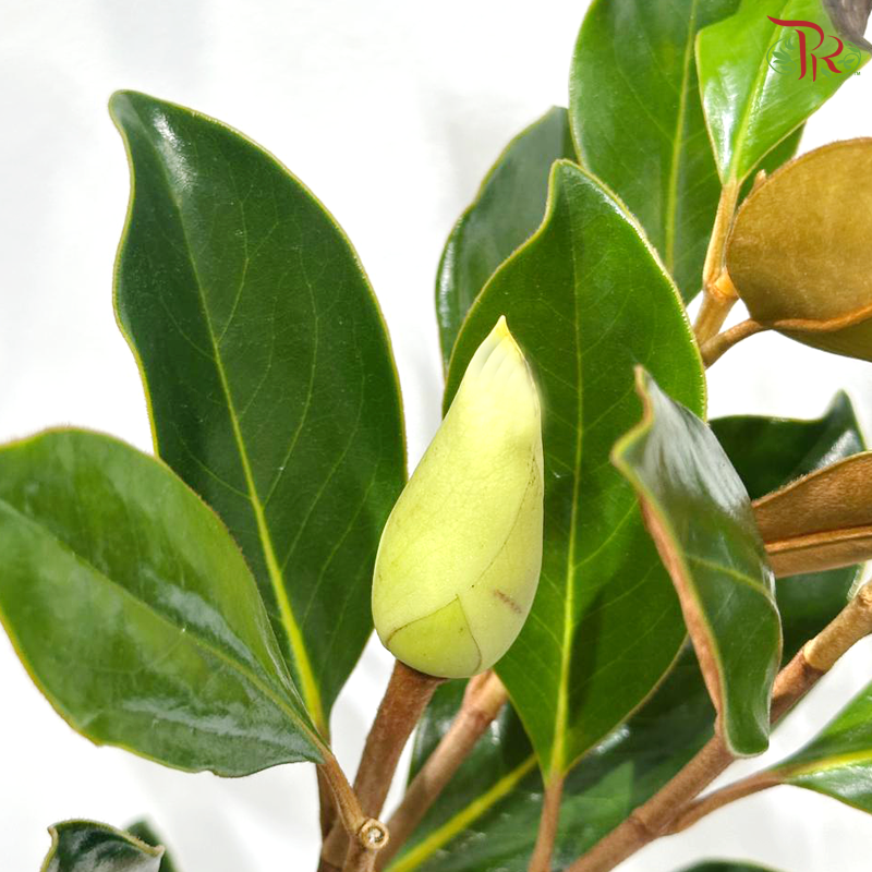 Magnolia Grandiflora《荷花玉兰》