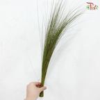 Maiden Grass