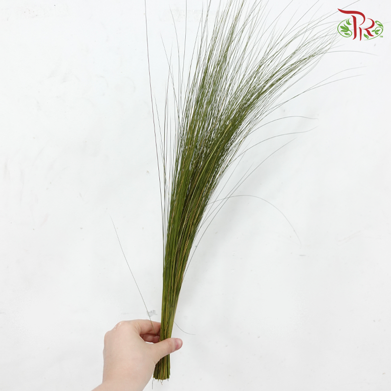 Maiden Grass