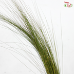 Maiden Grass