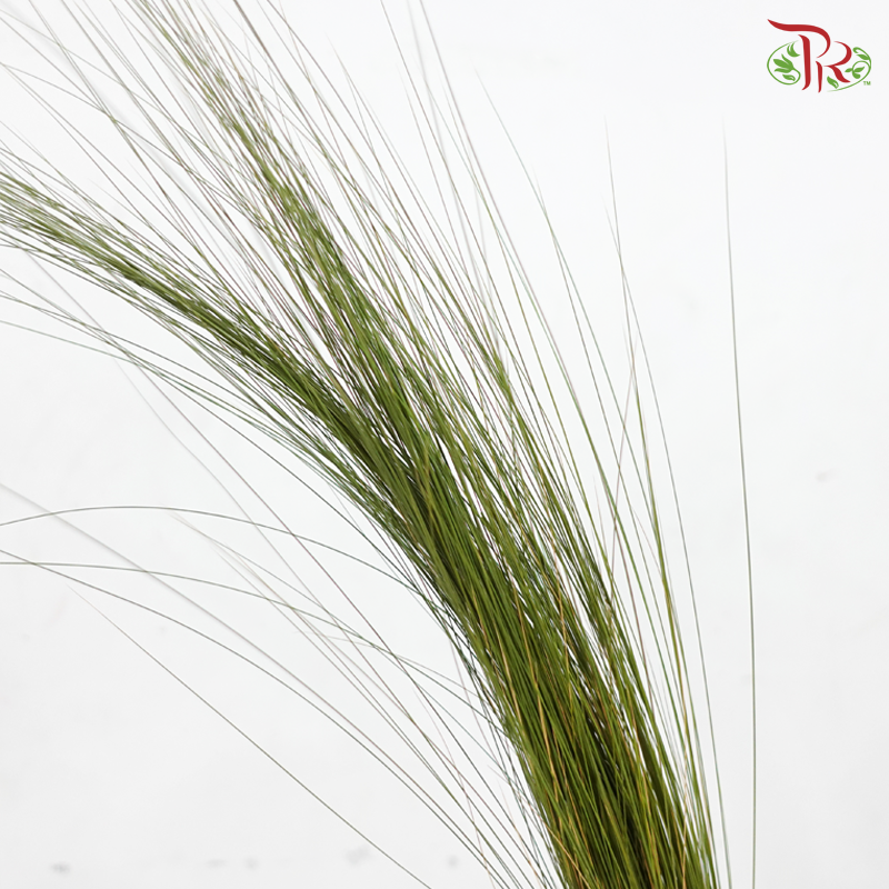 Maiden Grass