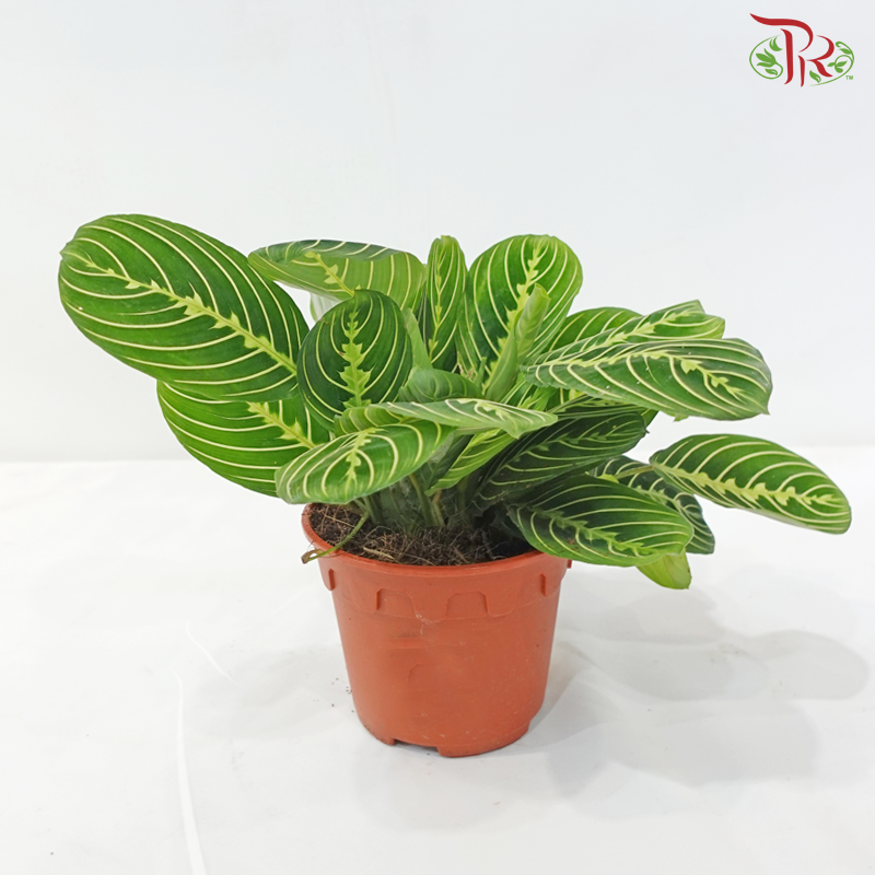 Marantha Lemon Lime《柠檬日脉竹芋》P150