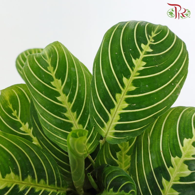 Marantha Lemon Lime《柠檬日脉竹芋》P150