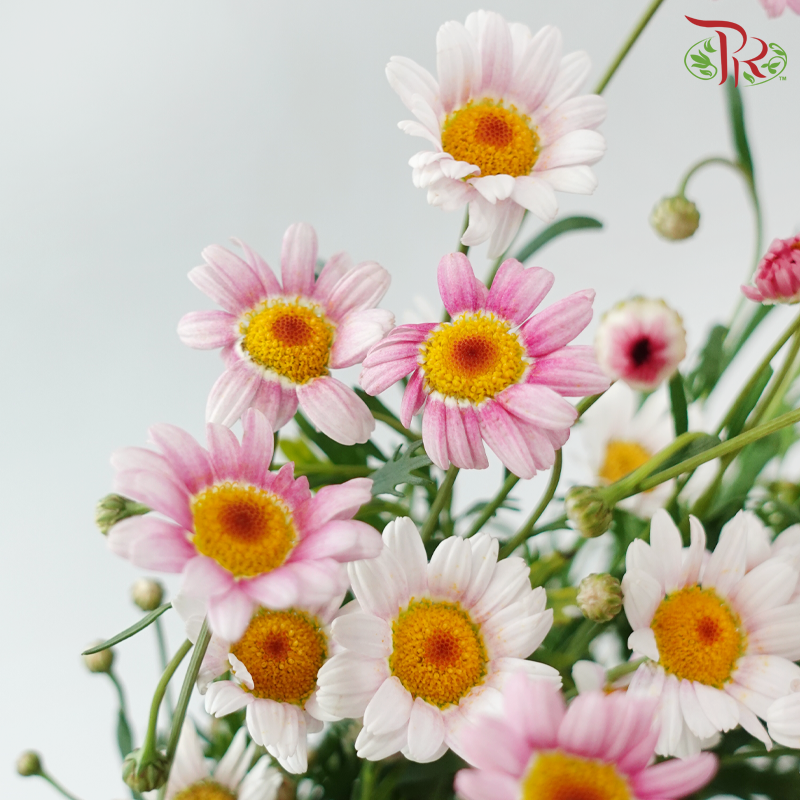 Margaret - Pink (Per Bunch)