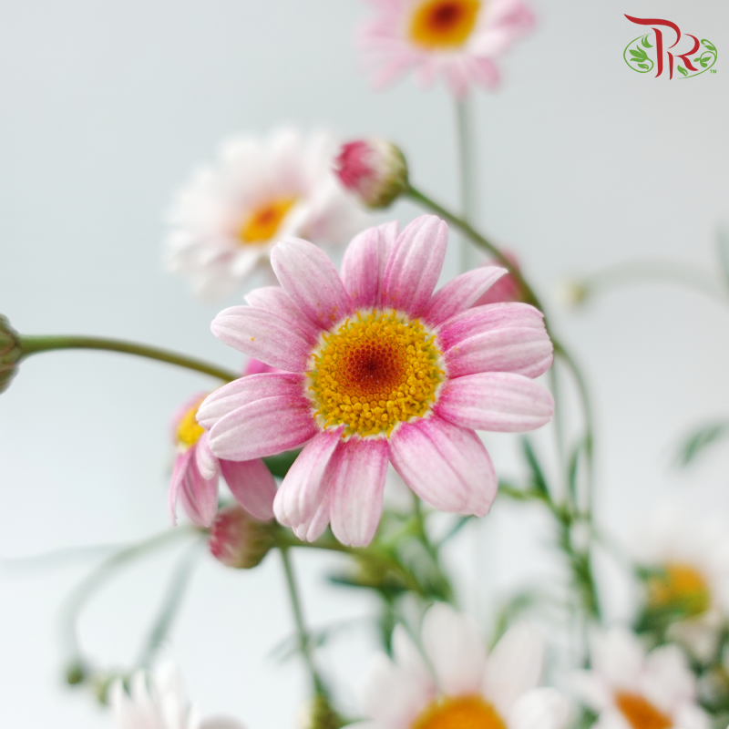 Margaret - Pink (Per Bunch)