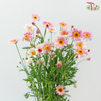 Margaret - Pink (Per Bunch)