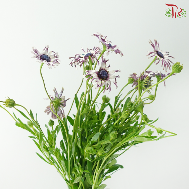 Margarita Silver Spoon - Bicolour White Purple (Per Bunch)