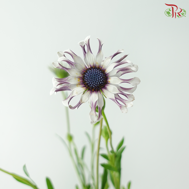 Margarita Silver Spoon - Bicolour White Purple (Per Bunch)