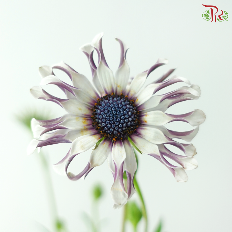 Margarita Silver Spoon - Bicolour White Purple (Per Bunch)