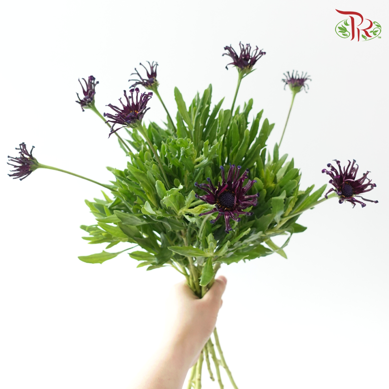 Margarita White Spoon 蓝目菊 - Dark Purple (Per Bunch)