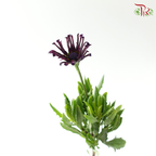 Margarita White Spoon 蓝目菊 - Dark Purple (Per Bunch)