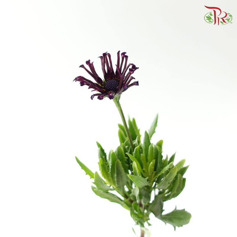 Margarita White Spoon 蓝目菊 - Dark Purple (Per Bunch)