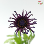 Margarita White Spoon 蓝目菊 - Dark Purple (Per Bunch)