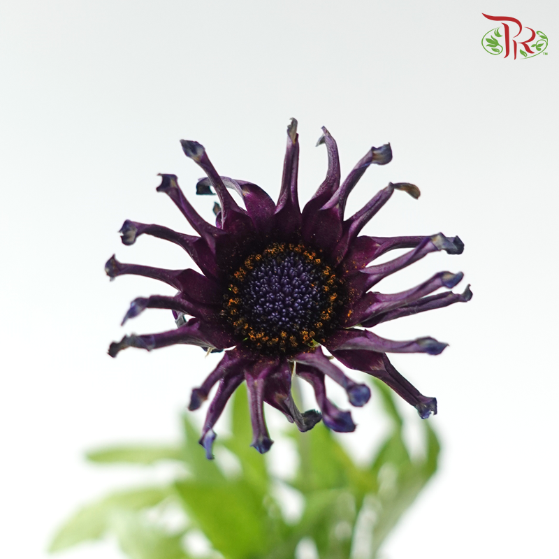 Margarita White Spoon 蓝目菊 - Dark Purple (Per Bunch)