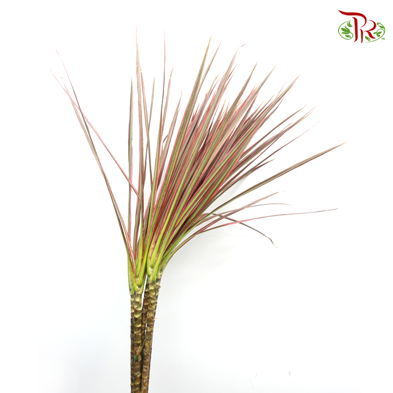 Marginata Leaf - Green With Red Line (Per Bunch) - Pudu Ria Florist