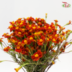 Marigold - Tagetes Erecta (Per Bunch)