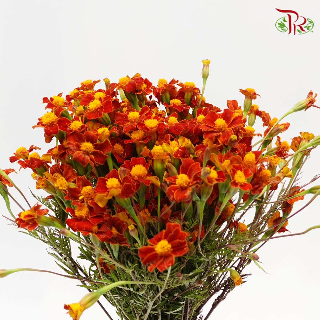 Marigold - Tagetes Erecta (Per Bunch)