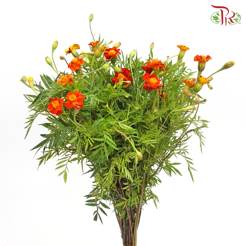 Marigold - Tagetes Erecta (Per Bunch) - Pudu Ria Florist