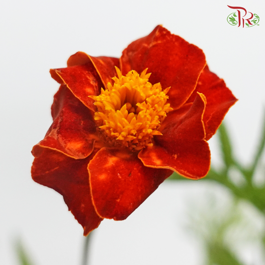Marigold - Tagetes Erecta (Per Bunch) - Pudu Ria Florist