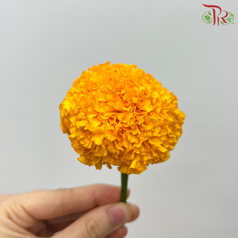 Loose Marigold Flower Orange (50 Blooms / Bag) Pudu Ria Florist