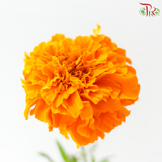 Marigold - Aerospace Orange (Per Bunch)