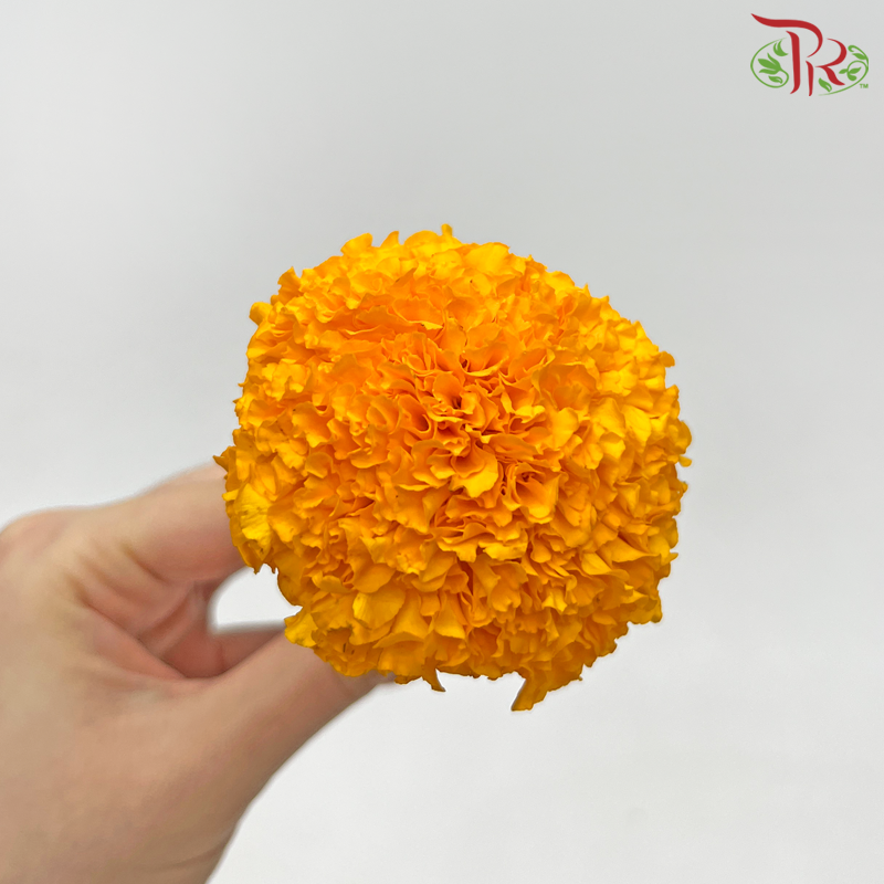 Loose Marigold Flower - Orange (100 Blooms / Bag) - Pudu Ria Florist