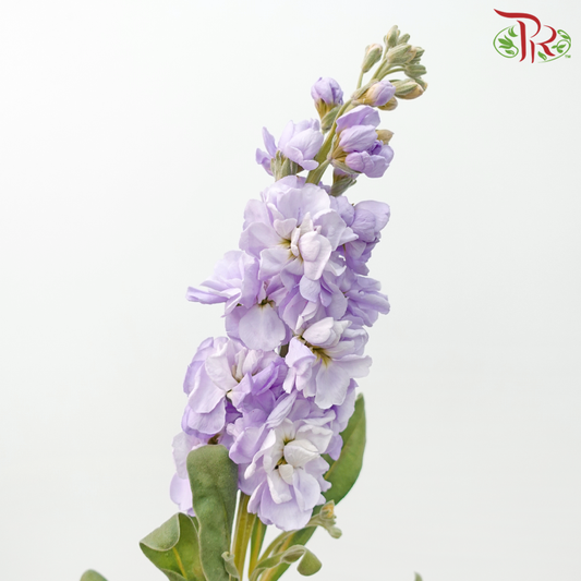 Matthiola - Lilac (10 Batang)