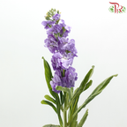 Matthiola - Medium Purple (Per Bunch)