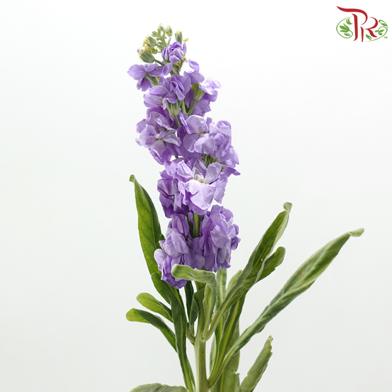 Matthiola - Mauve Purple (10 Stems)