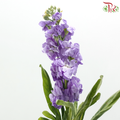 Matthiola - Medium Purple (Per Bunch)