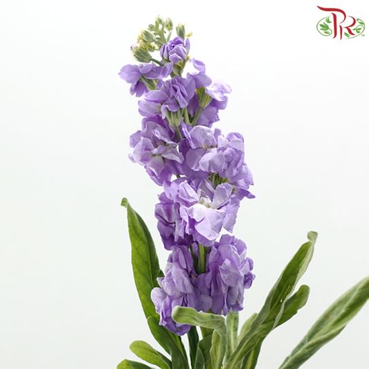 Matthiola - Mauve Purple (10 Stems)