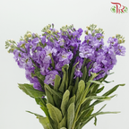 Matthiola - Medium Purple (Per Bunch)