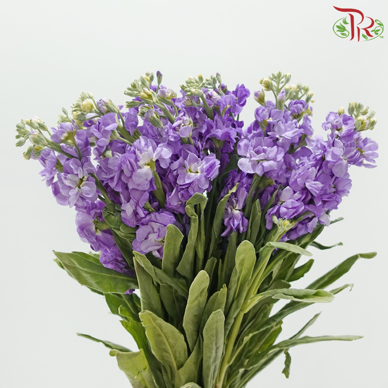 Matthiola - Mauve Purple (10 Stems)