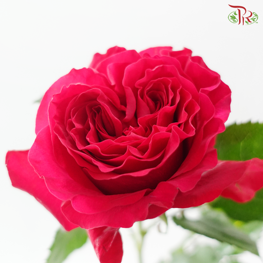 Star Rose Garden - Mayra's Hot (10 Stems)