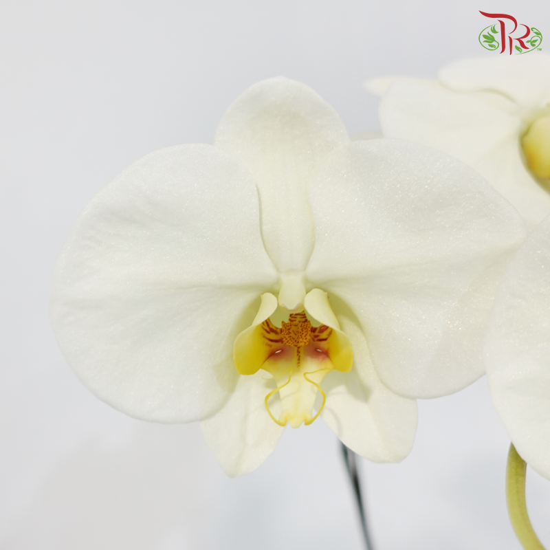 Big Size Stem Phalaenopsis Orchid - Light Green With Yellow Lips - G (SRM1311)  (Without Vase)