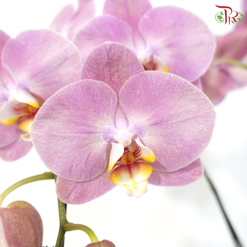 Medium Size Double Stems Phalaenopsis Orchid - Salmon Pink - SMP (KC80347) *With No Vase