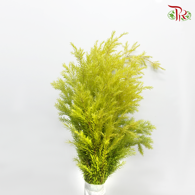 Melaleuca Gold Leaf - Green (Per Bunch) - Pudu Ria Florist