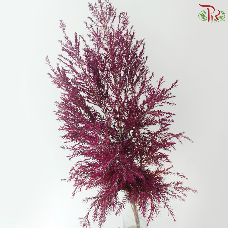 Melaleuca Gold Leaf - (With Options)