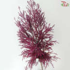 Melaleuca Gold Leaf - (With Options)