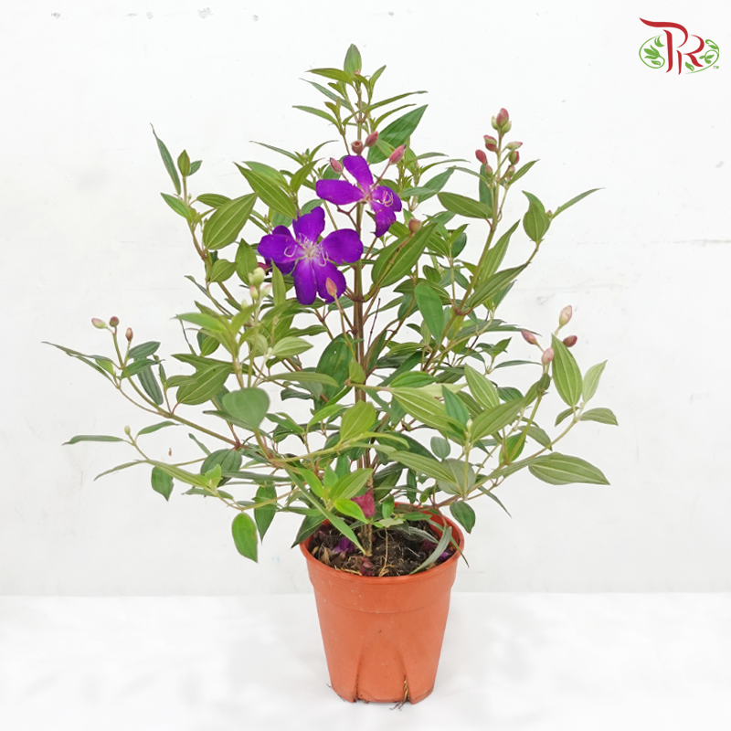 Melastoma P150《野牡丹》