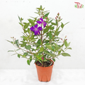 Melastoma P150《野牡丹》