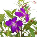 Melastoma P150《野牡丹》