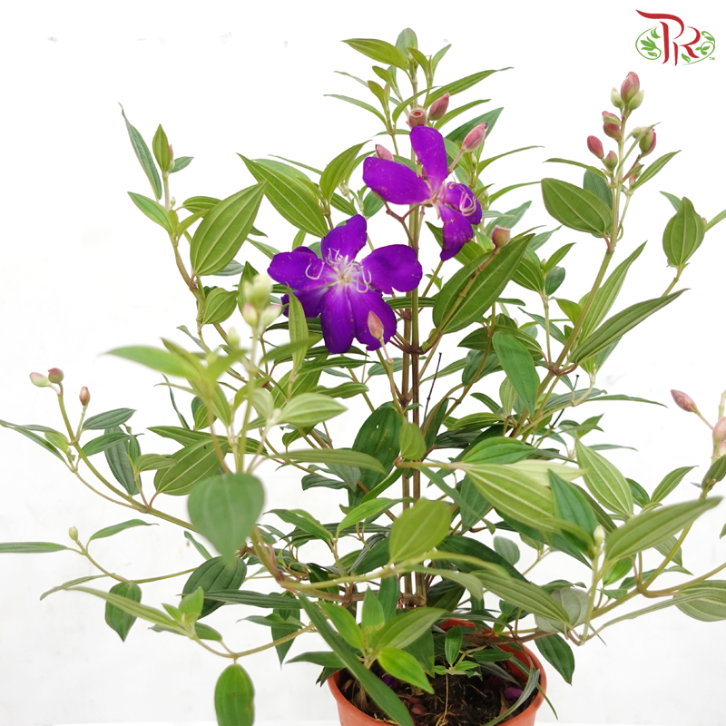 Melastoma P150《野牡丹》