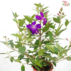 Melastoma P150《野牡丹》