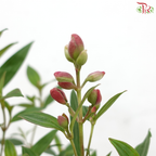 Melastoma P150《野牡丹》