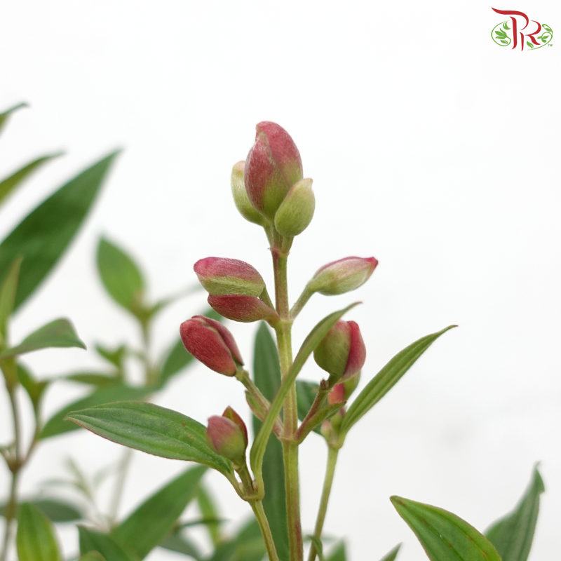 Melastoma P150《野牡丹》