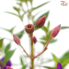Melastoma P150《野牡丹》